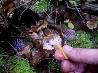 Suite chanterelles en tube du 13 decembre 2011