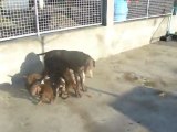 Chiots Braque Allemand 1 mois 1/2 à la têtée à l'Elevage de Champréval