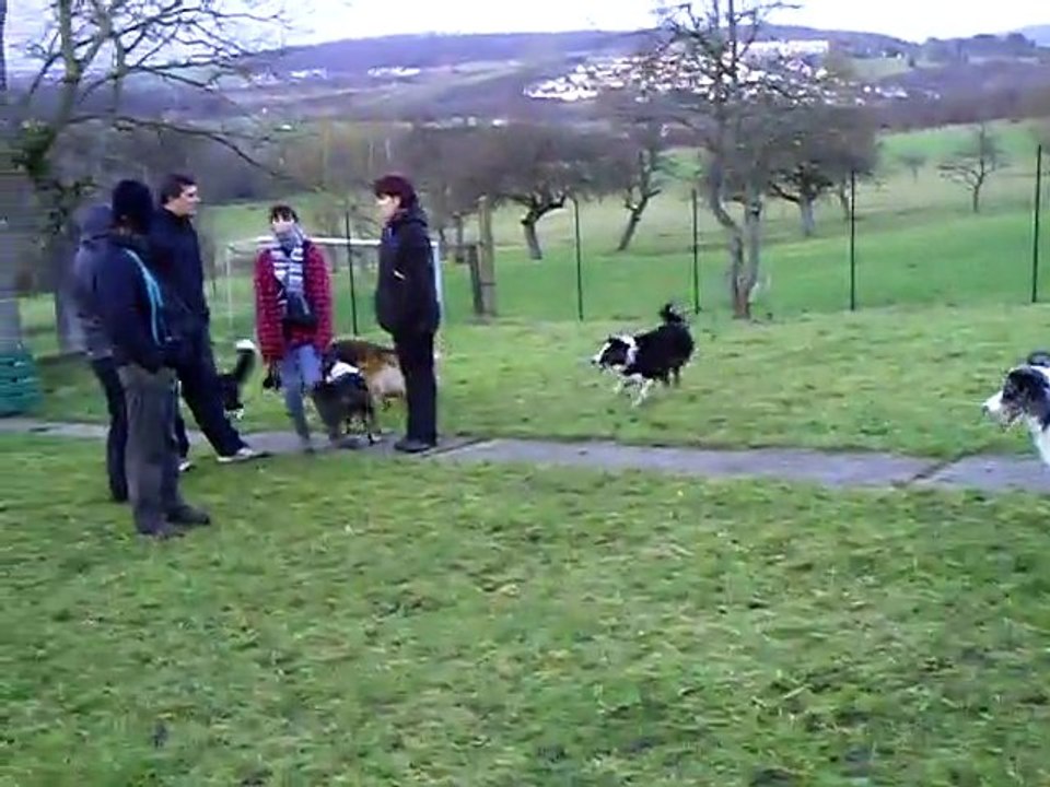 rencontre chiots de Dixie 17-12-2011