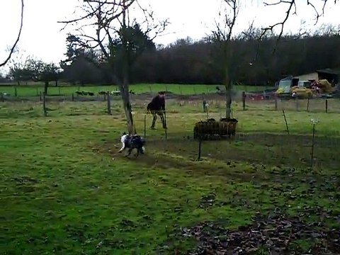 Ghost Sweet Ghost au troupeau 1er contact avec les moutons 17-12-2011