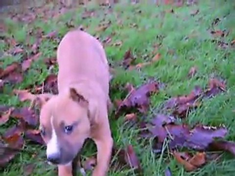 VIDEO du 18.12.2011 DE GITANE à 3 mois