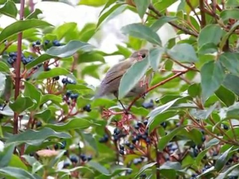 Robin à flancs roux