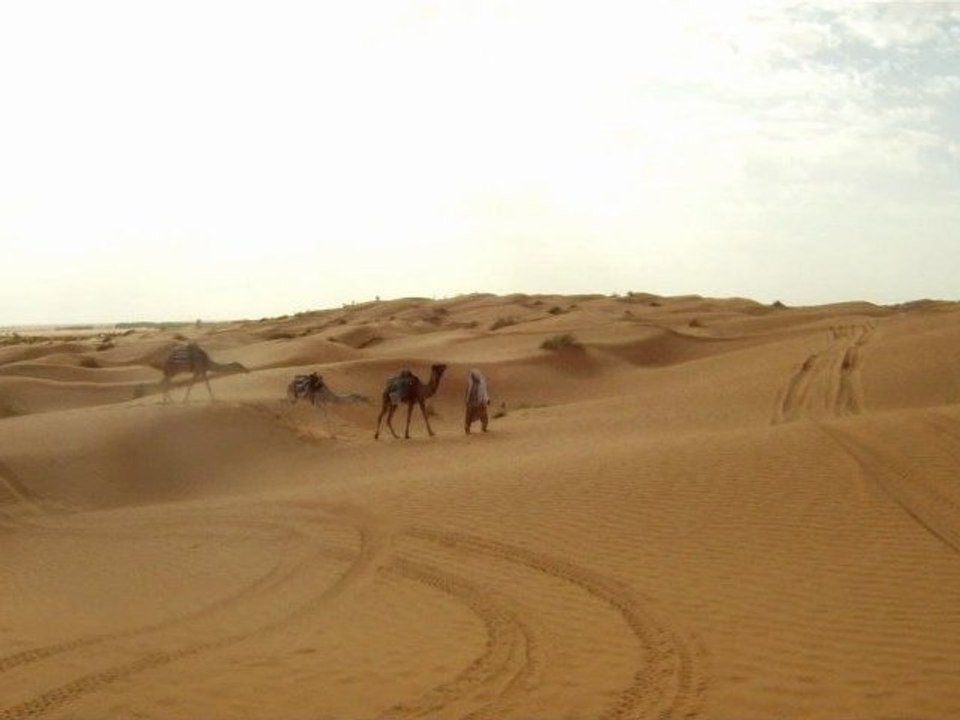 Dromadaires lors des 6 Jours de Ksar Ghilane - Enduro Tunisie