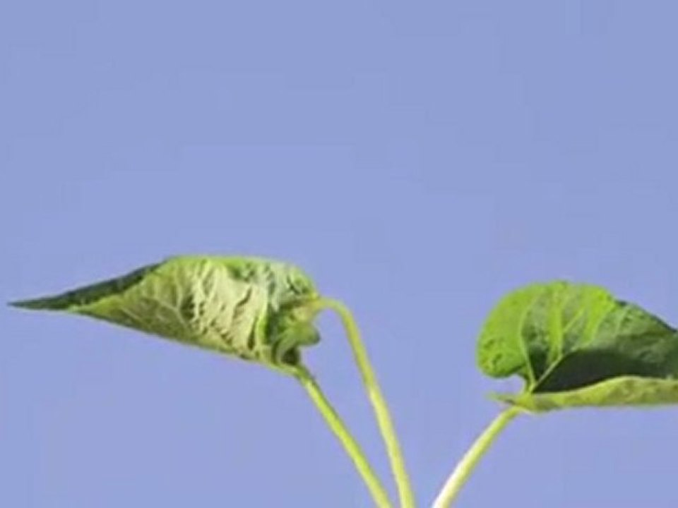 bir fasülyenin büyümesi