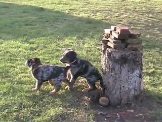 femelle fuchia 7ème semaine