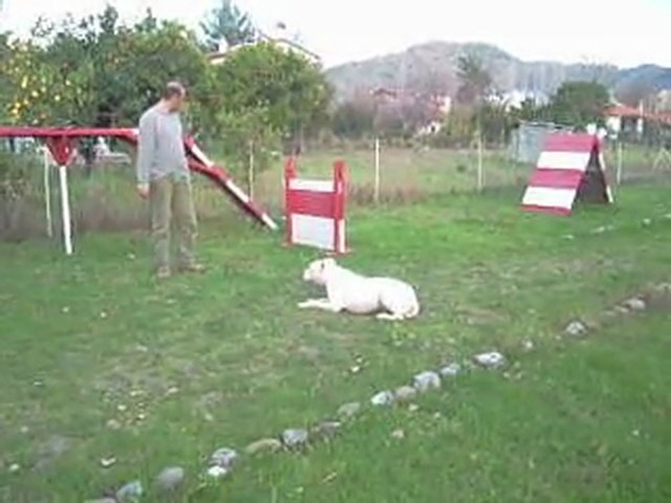 DOGO ARGENTİNO İLERİ İTAAT MURAT KOÇOĞLU