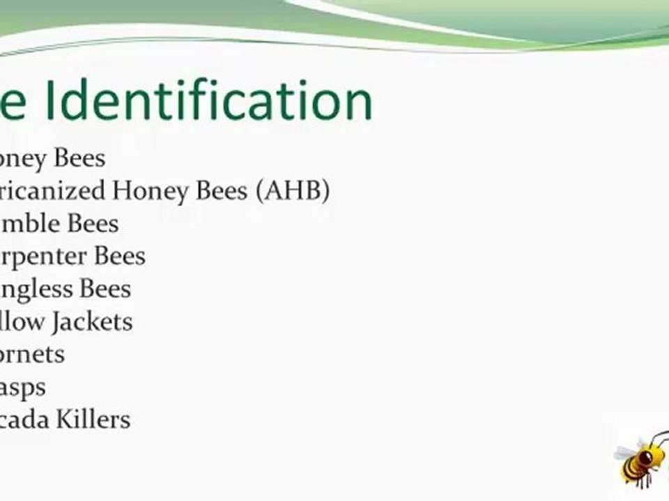 Bee Identification