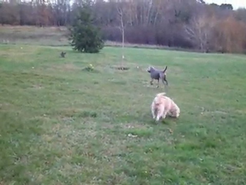 LA TRIBU CHIENS DE BERNADETTE