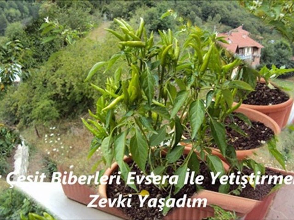 Nurettin  Beyin SAKSIDA YETİŞTİRDİĞİ BİBERLER