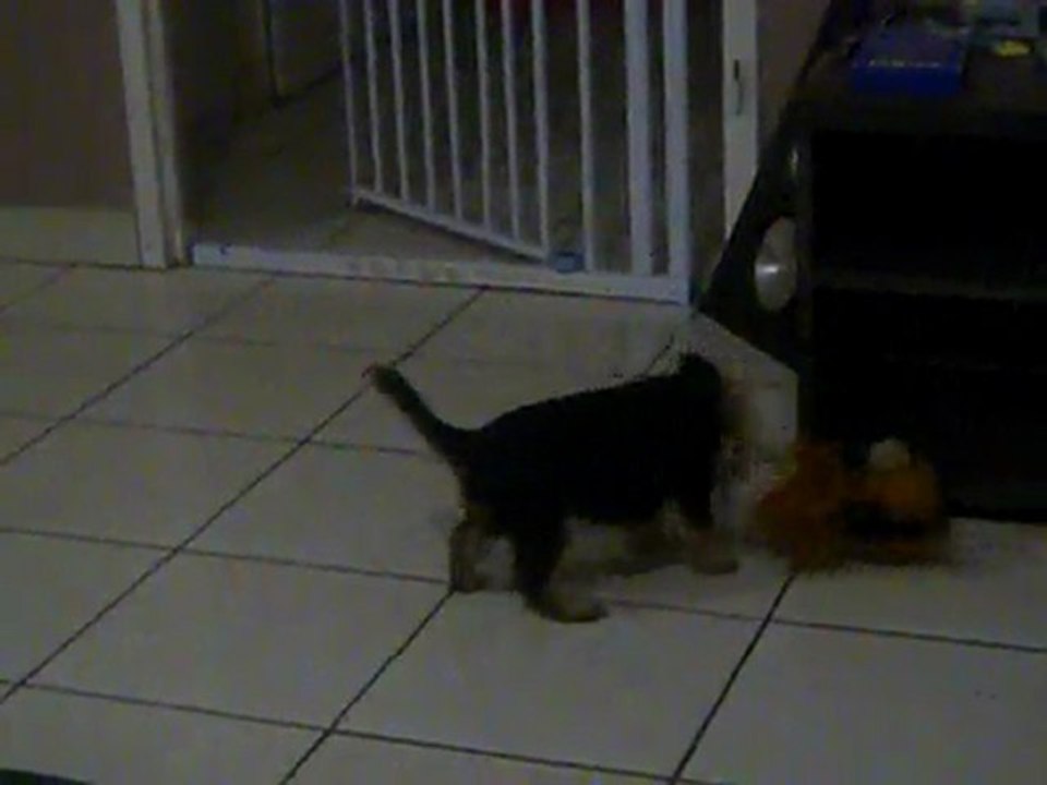 goofy delire tous seul