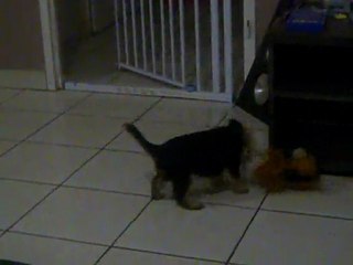 goofy delire tous seul