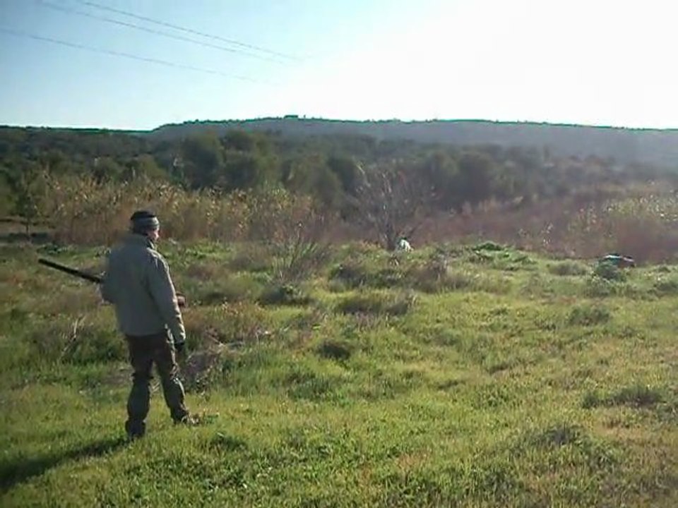 chasse aux faisans avec bilou 007