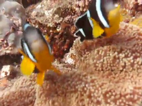 poisson clown st leu