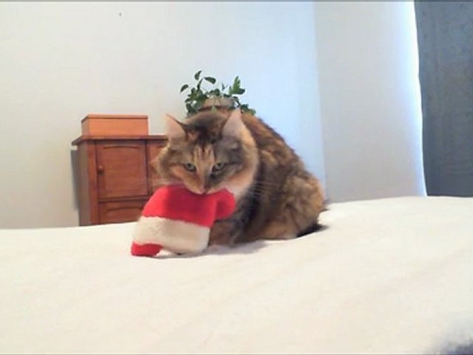 Tricky Christmas Cat