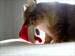 Kitty Picks Up Christmas Stocking