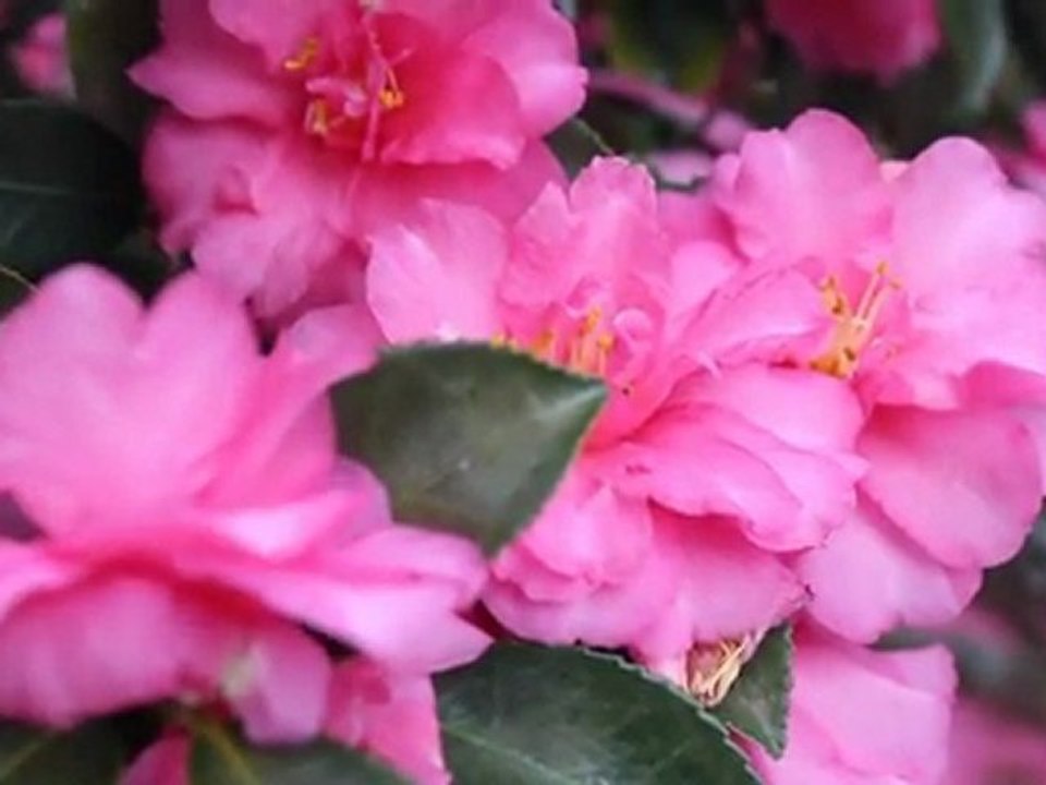 Indulge Yourself: Think Pink