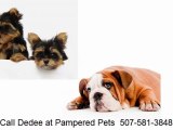 pet sitter 55057 | 507-581-3848 | cat sitter | dog walking northfield | pet sitter 55057 | pet care