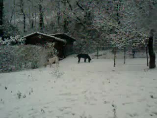 Les chiennes et la neige chez les Fortuna Majeur