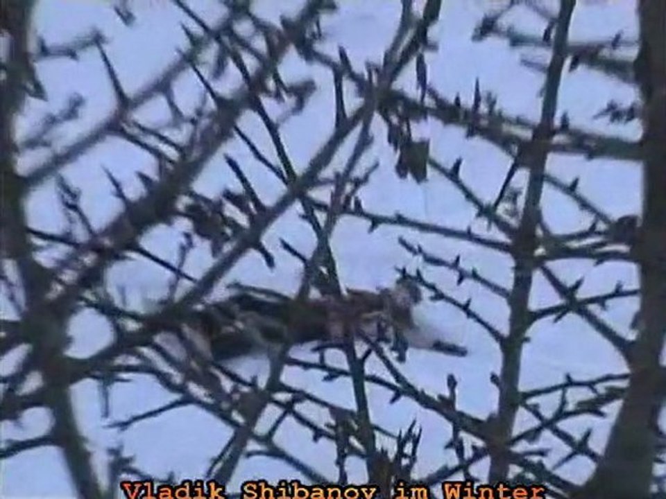 Vladik Shibanov im Winter