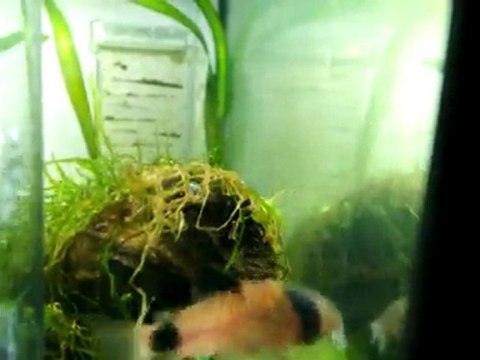 Jeu de corydoras panda