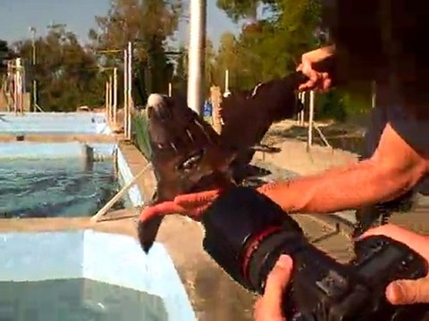 Esturgeons en pisciculture (c) Papilles et Pupilles