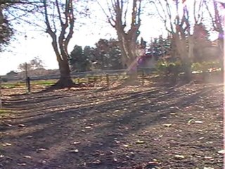 dressage