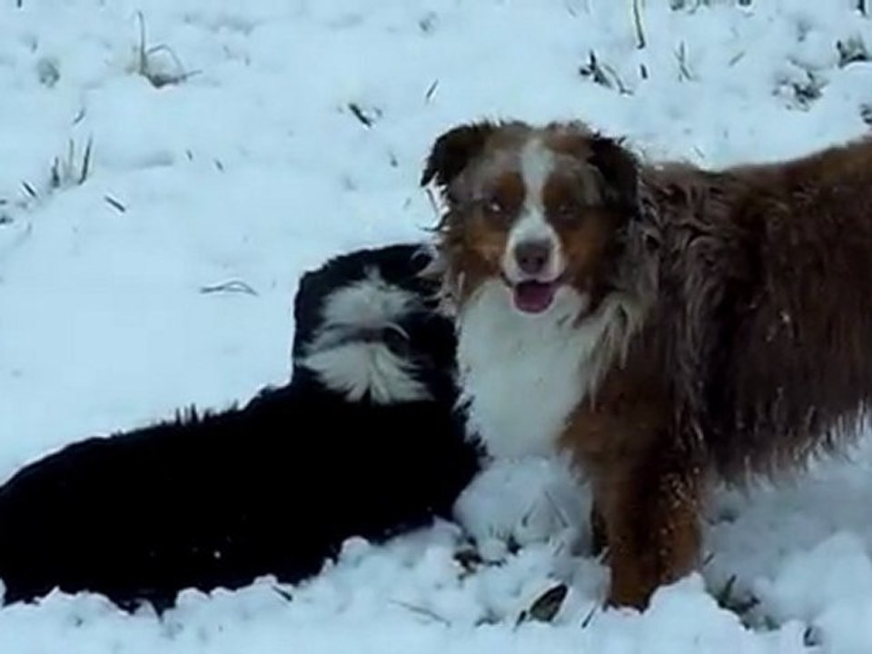 Minis aussies des Monts Bleus dans la neige