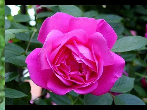 AŞKA GÖNÜL VERMEM AŞKA İNANMAN