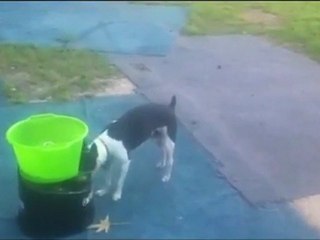 Doggie Launcher 1