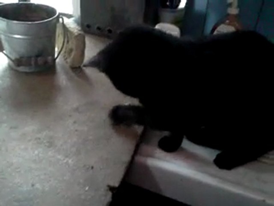 guiness vs eponge