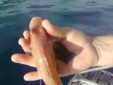 Antalya Balık avı özgür kırlangıç