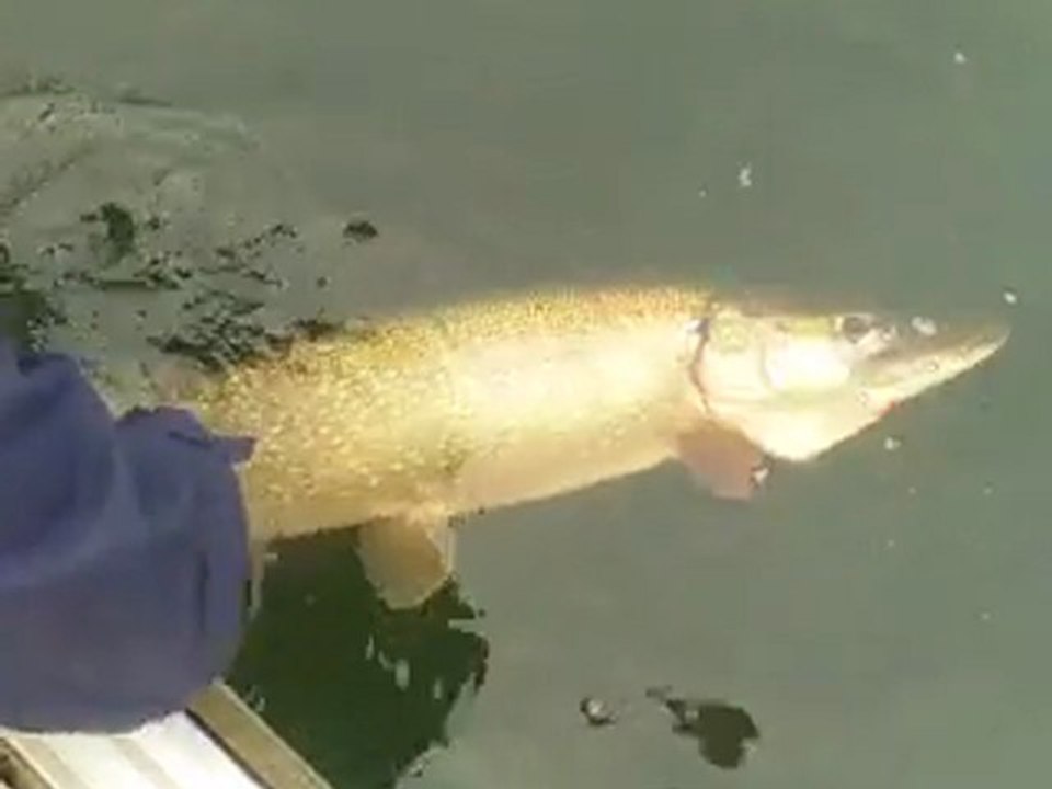 brochet canyel