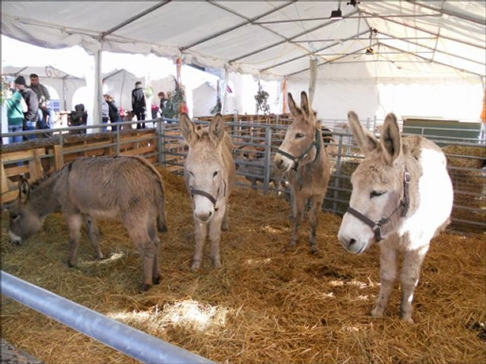 Joyeux Noël Carcassonne 11 Aude ( France ) .