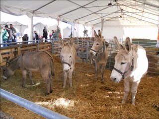 Joyeux Noël Carcassonne 11 Aude ( France ) .