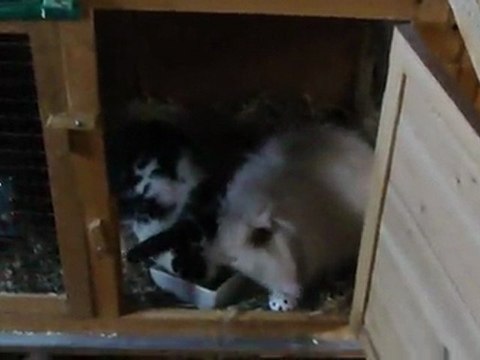 ma passion, mes amours, mes lapins