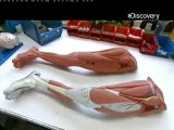 Cumhur öğretmen sunar-Anatomik Model İnsan Vücudu