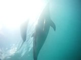 Nage avec les dauphins (Bay of Islands-NZ)