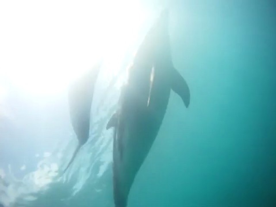 Nage avec les dauphins (Bay of Islands-NZ)