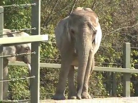 NewCa.com: Toronto Zoo: African Elephants