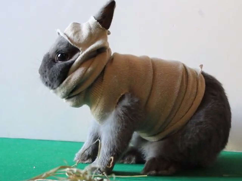 Il faut mettre ton pull et ta cagoule ROBBY pour sortir (Robby le lapin nain à la mode)