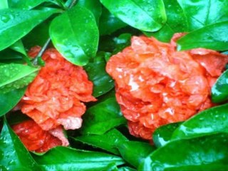 Muzaffer Akgün-Ezo Gelin