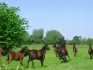 DEDYKACJA - Ballada o koniu (Ballad about horse)