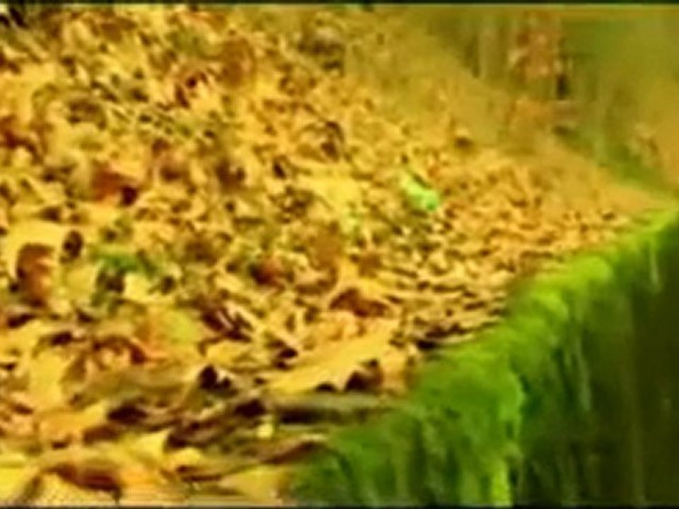 Mehmet Can - kürtçe müzikler @ MEHMET ALİ ARSLAN Grup 2011- 2012 videoları