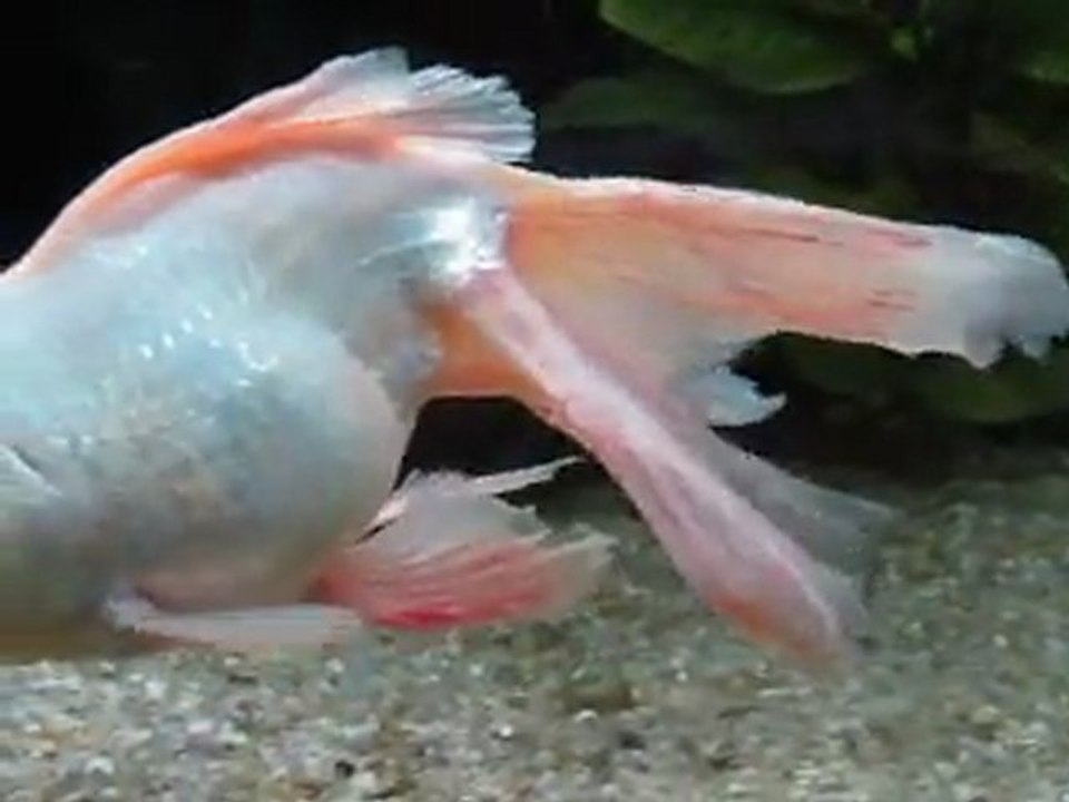 voile de chine malade