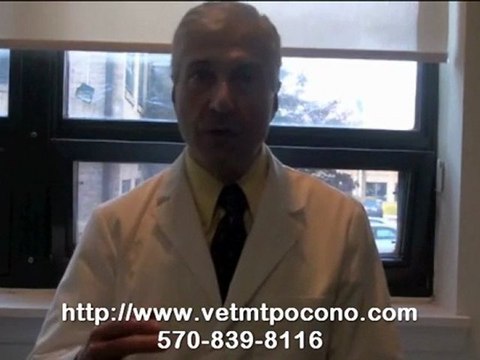 Spay and Neuter Pets – When to Spay a Dog