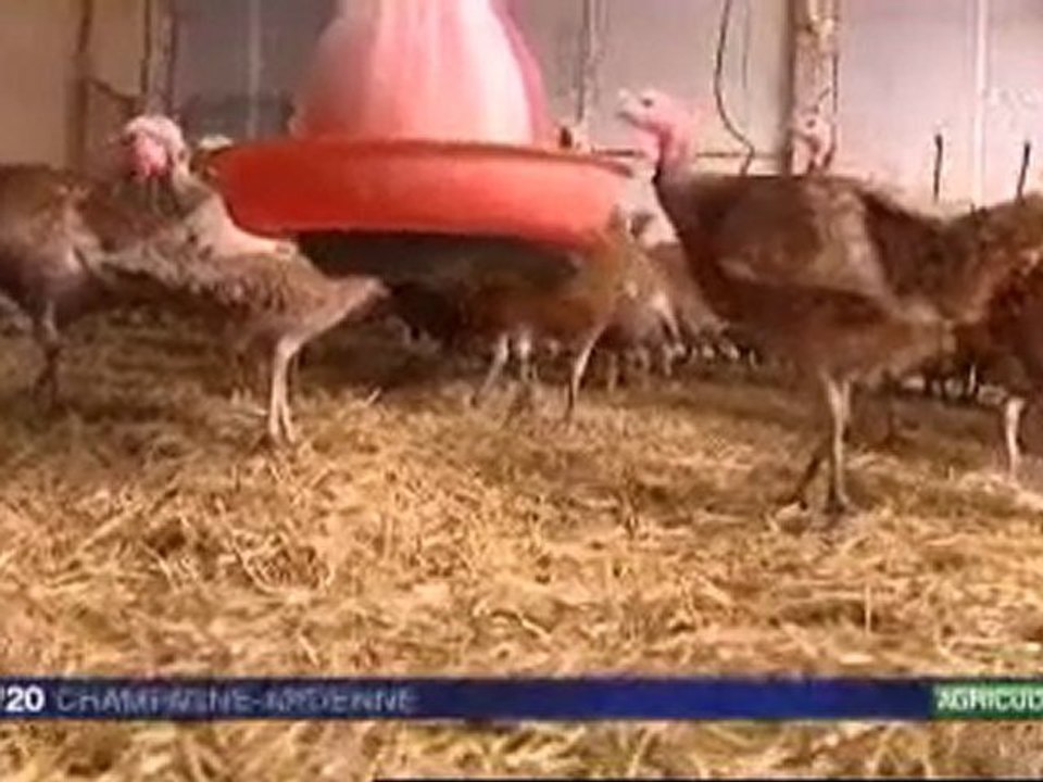 La dinde rouge des Ardennes