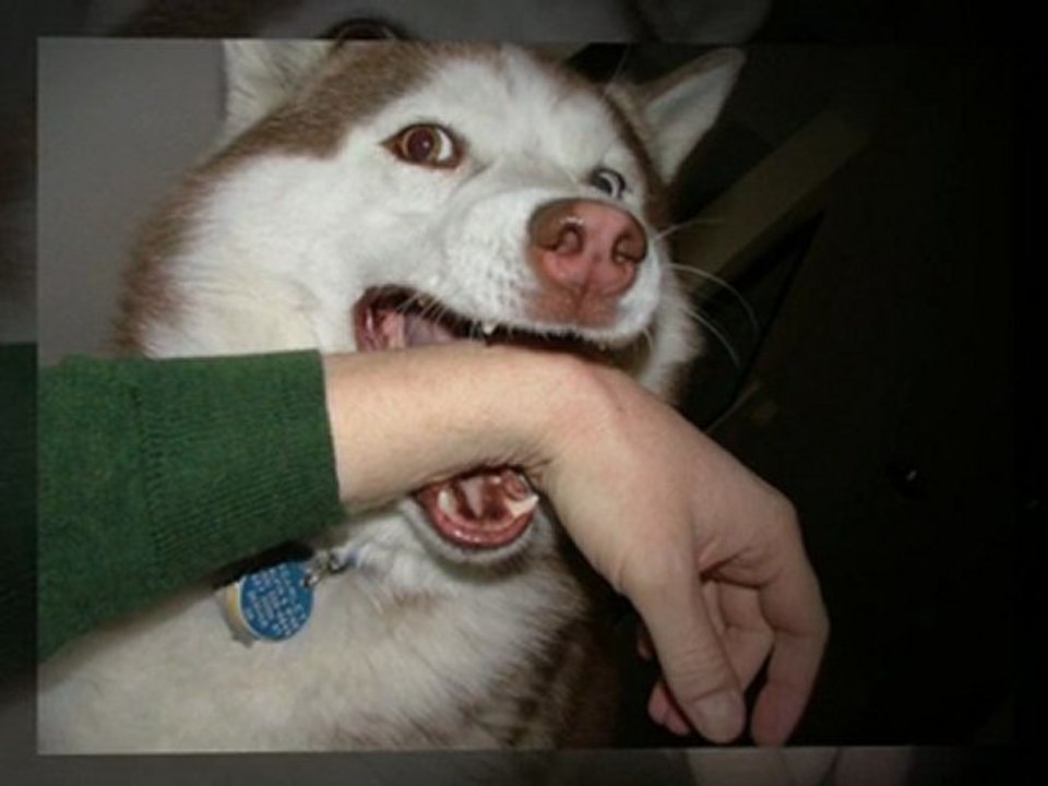 Dog Bite Attorney Dallas