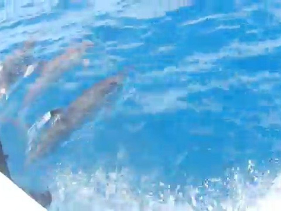 Dauphins Sortie Aquanature Nouméa