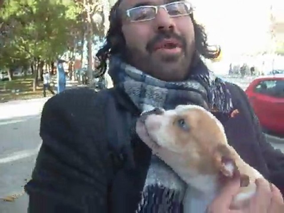 Perrito  en madrid