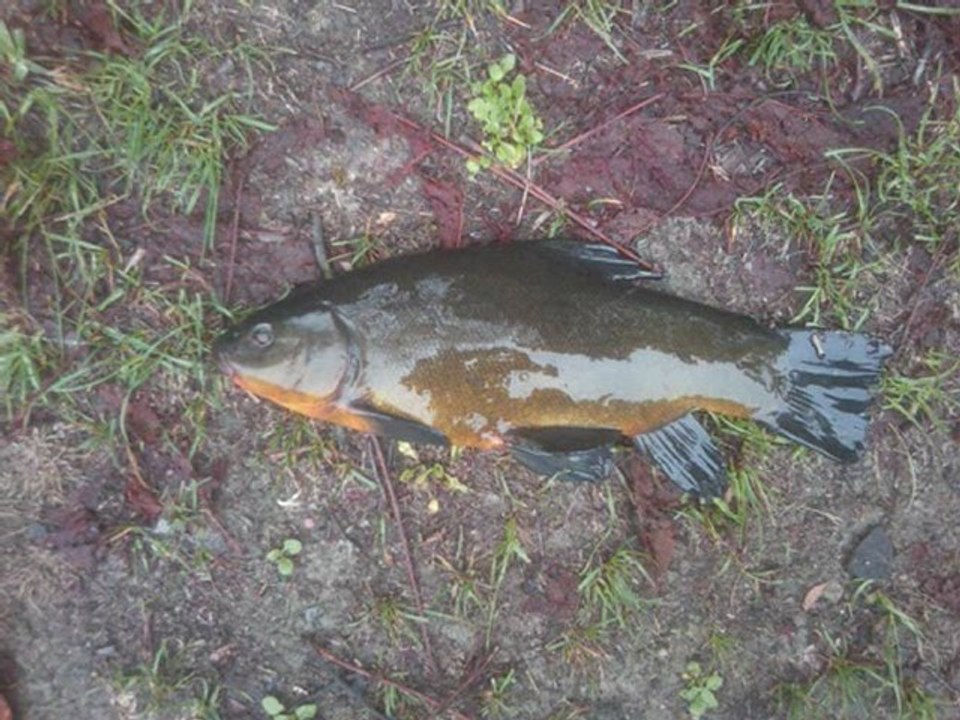 pêche a la Rochelle et en Sologne avec de belle prise